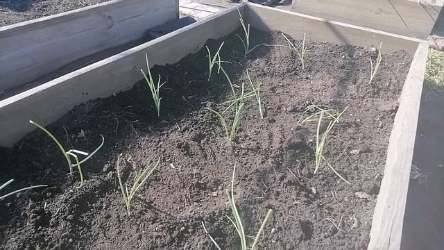 🧅 Высадка лука Эксибишен в Сибири