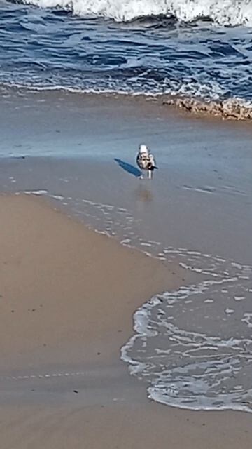Птица чайка на Балтийском море