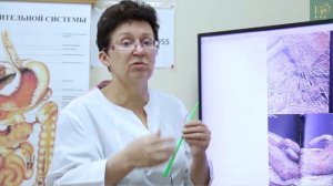 Сода разрушает желудок. Почему собственные ферменты важнее таблеток и как их восстановить