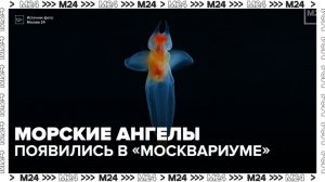 В «Москвариуме» появились светящиеся морские ангелы - Москва 24