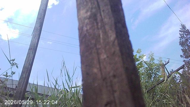 Нашёл четвёртый шпалерный колышек - подвяжу четвёртое томатное растение