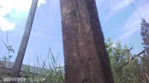 Нашёл четвёртый шпалерный колышек - подвяжу четвёртое томатное растение