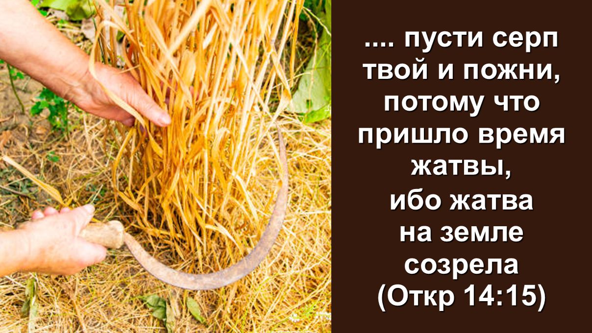 Пусти серп твой и пожни, потому что пришло время жатвы, ибо жатва на земле созрела (Откр 14:15)