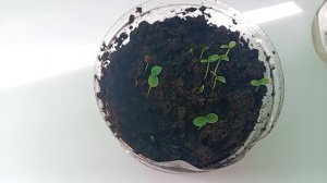 Часть 2 маракуйя - всходы