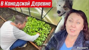 КАК ВЫЖИВАЮТ РУССКОЯЗЫЧНЫЕ ДАЛЬНОБОЙЩИКИ В КАНАДЕ: Жизнь в Канаде Огород, и деревенская бытовуха.