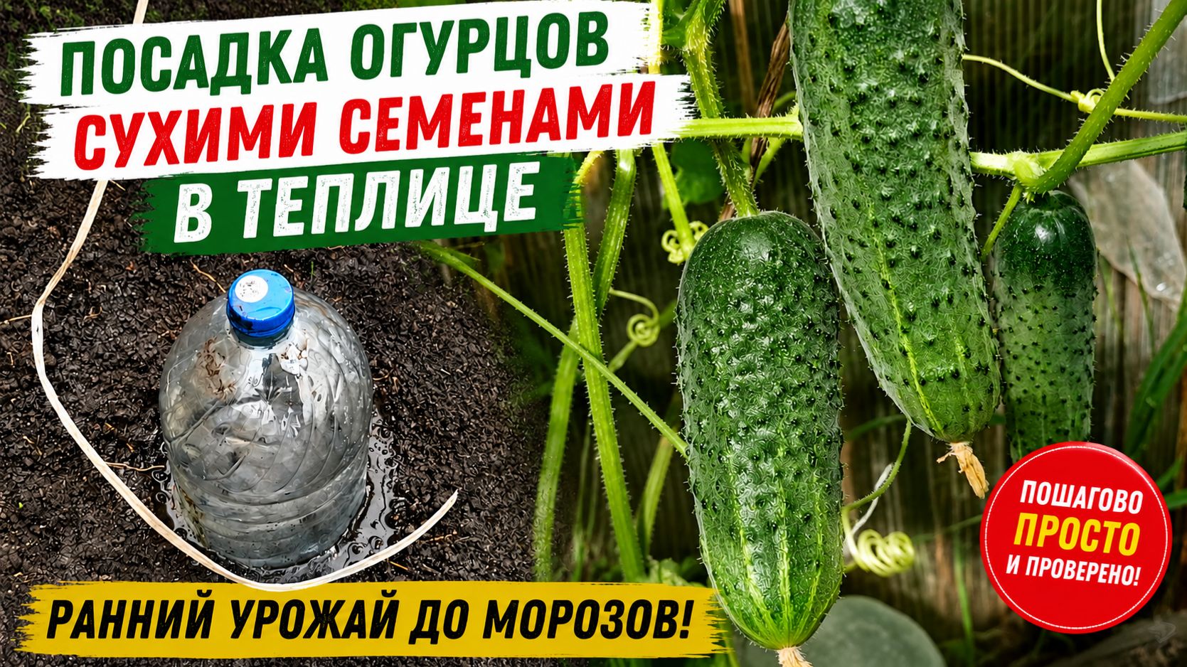 Как я САЖАЮ ОГУРЦЫ сухими семенами в теплицу и собираю урожай до осени. Огурцы без рассады.