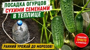 Как я САЖАЮ ОГУРЦЫ сухими семенами в теплицу и собираю урожай до осени. Огурцы без рассады.