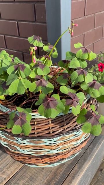Оксалис Айрон Кросс / Oxalis Iron Cross смотреть онлайн