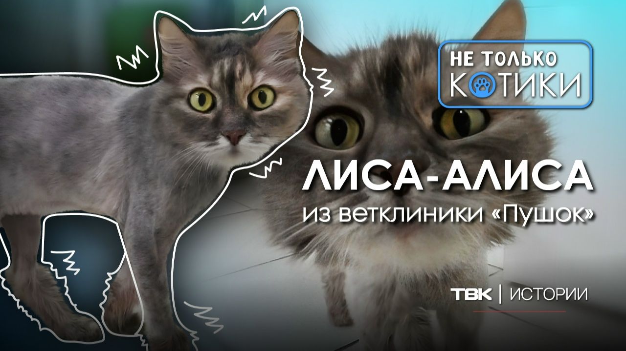 Кошка Лиса-Алиса из ветклиники «Пушок» / «Не только котики»