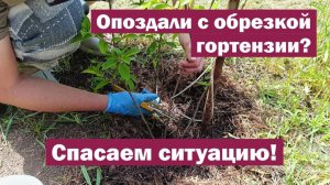 НЕ УСПЕЛИ ОБРЕЗАТЬ метельчатую гортензию вовремя: ЧТО ДЕЛАТЬ?