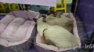 Милые коты с выставки для котов с расслабляющей музыкой