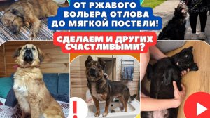 Собаки которые наконец-то обрели дом! А что же с другими?