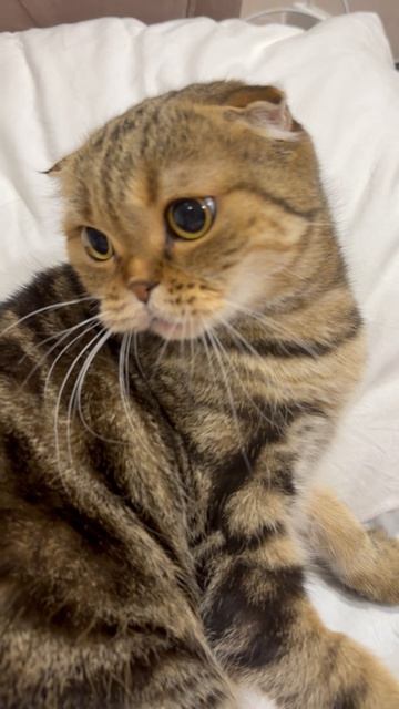 Злая шотландская вислоухая кошечка 😺🐱
