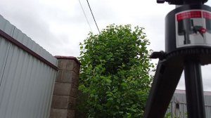 28.05.26 Сажаю черенки калины Бульденеж (первое видео на штативе)