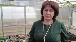 В горковской «Агрошколе» на грядках растут кукуруза и подсолнечник