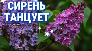 Сирень танцует,а вы думали ветер.
Ароматное время сирени успейте насладиться