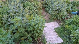 Приехали гости/ Наши огород.Томаты в теплице/ Цветник у беседки.