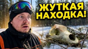 ПОСТАВИЛ ПРИВАДУ НА МЕДВЕДЯ. ЧТО ПОКАЗАЛА ФОТОЛОВУШКА