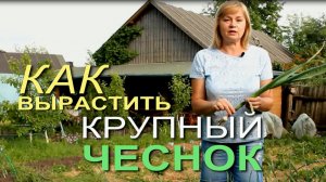 🧄Когда на ЧЕСНОКЕ вырастет 8-10 листочков - пора делать ВТОРУЮ ПОДКОРМКУ!