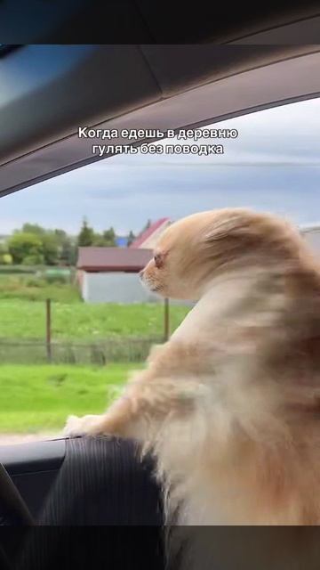 Мой пёс буквально всегда