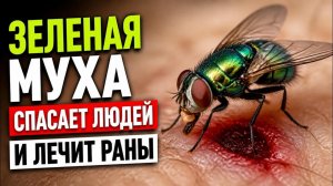 ЗЕЛЁНАЯ НАВОЗНАЯ МУХА — Герой Медицины и Криминалистики!