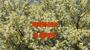 Черёмуха в цвету.