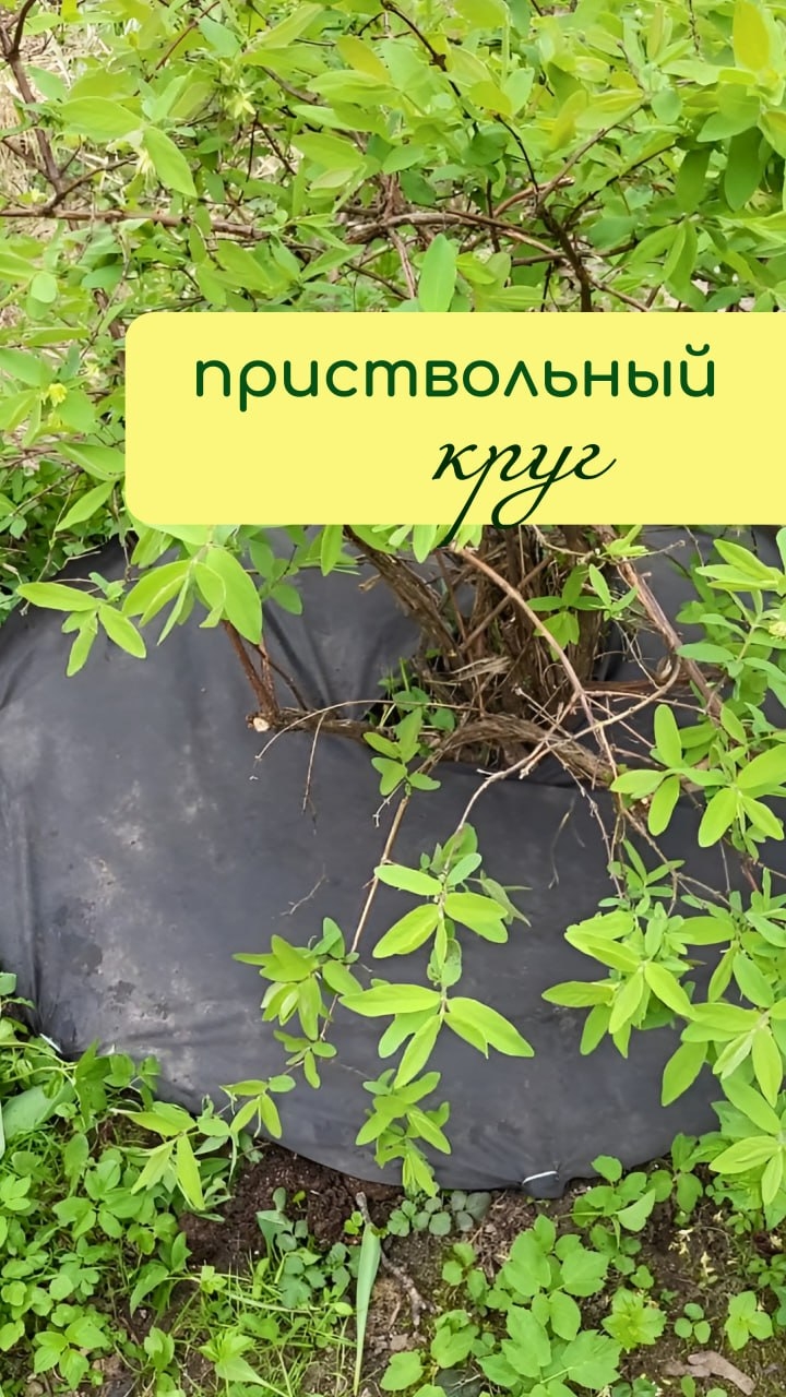 Уход за ПРИСТВОЛЬНЫМ кругом