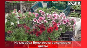 На клумбы площади 30-летия Победы высаживают цветы