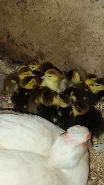 У нас пополнение! Вылупились утята😍🦆🤗