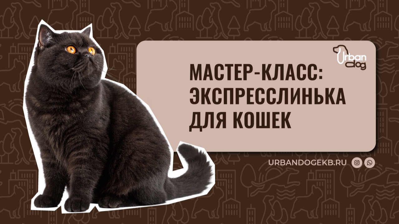 Экспресс-линька для кошек смотреть онлайн