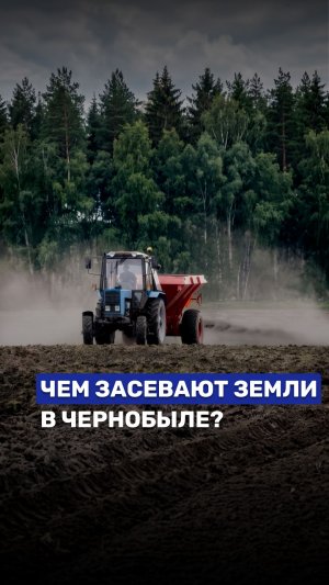 Чем засевают земли в Чернобыле? #беларусь1 #чернобыль #чаэс #чернобыль40лет #беларусь1