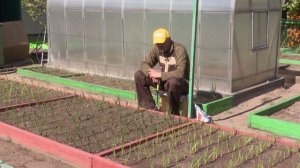 « Во саду ли, в огороде» ( Выпуск от 29.05.2026)