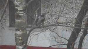 Ворона гордо восседает на ветке. DSCN7079