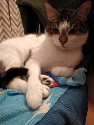 Котик