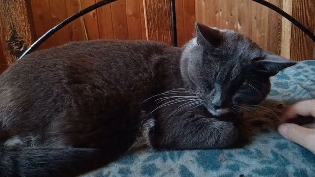 Пушистые члены семьи 🐈⬛🐈🐕🦺🦮🐩 смотреть онлайн