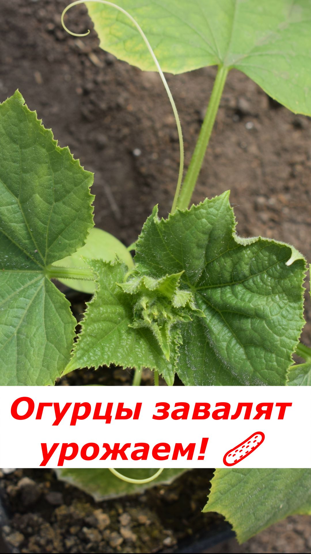 Секрет огромного урожая: огурцы в теплую грядку