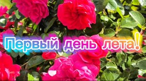 Первый день лета. Поздравляю вас с первым днём лета