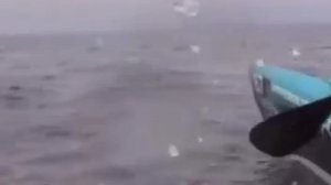 Морской лев запрыгнул в лодку гребцов — и помог им взять бронзу.

Во время гонки в Калифорнии