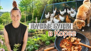 КАК ВЫЖИВАЕТ РУССКОЯЗЫЧНАЯ ЖЕНА В ЮЖНОЙ КОРЕЕ: Опять всё переделываю и пересаживаю ^^ KOREA VLOG