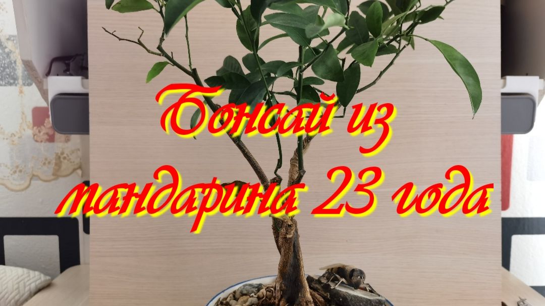 Спасаем бонсай