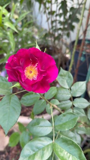 Найт Оул🌺 смотреть онлайн