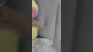 Двойной лес 1