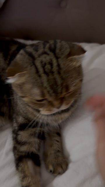 Милая шотландская вислоухая кошечка 😺🐱