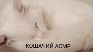 КОШАЧИЙ АСМР 🐱🐈