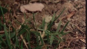 Picnic at Hanging Rock - Biographical Dictionary