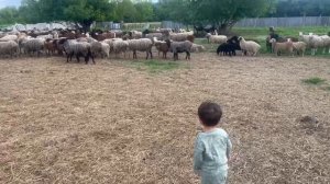 Сельская жизнь ! Самир очень любит барашек🤗