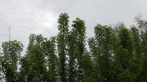 Сирень цветёт, птицы поют и   дождь собирается + 18 С