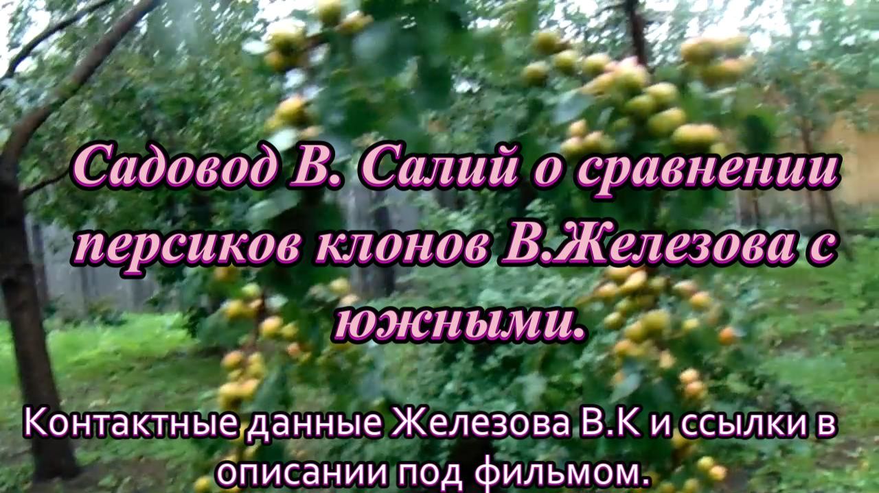 Садовод В. Салий о сравнении персиков клонов В.Железова с южными.