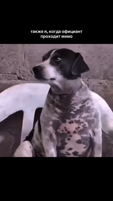 жиза?