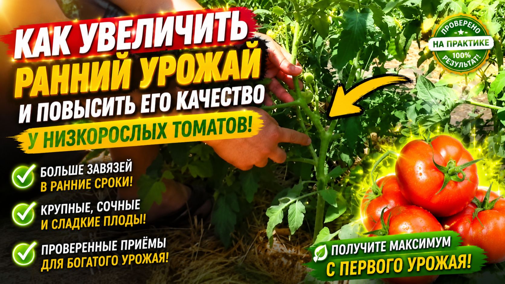 Как сформировать куст низкорослого томата на увеличение урожая.